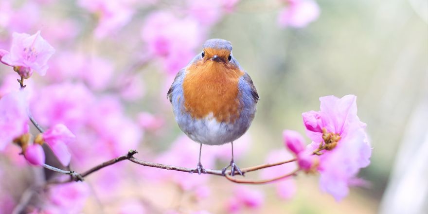 Wekelijkse schrijfopdracht lente