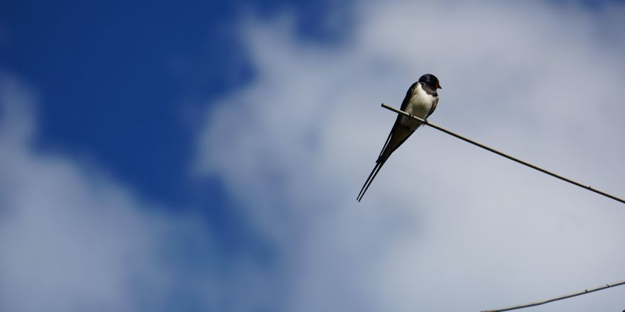 UKV’s van de week: Zomerdepressie en Zwaluwen