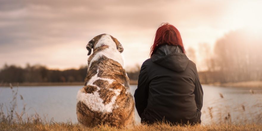 ultrakorte verhalen, hond, poëzie, gedicht, schrijver