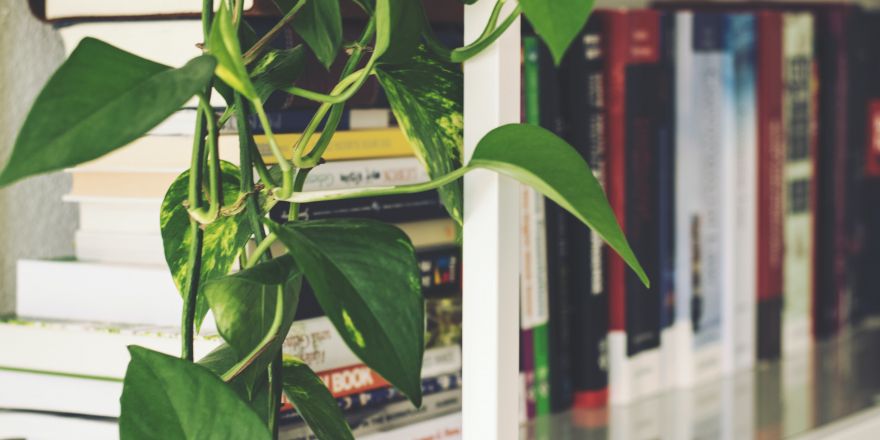 Boeken in een kast met een hangplant ernaast