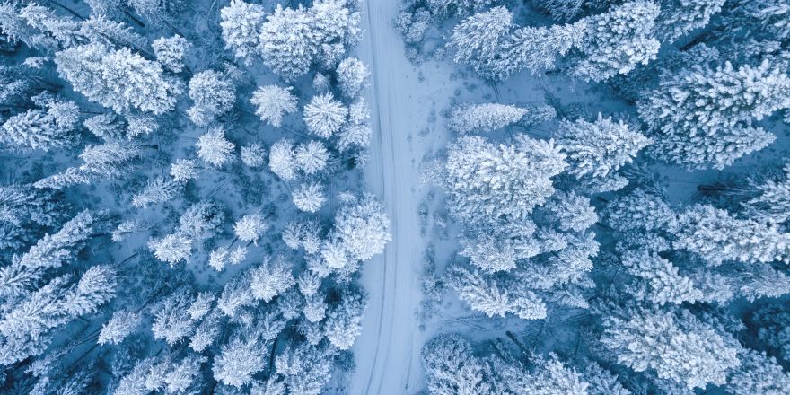 Sneeuw op bomen