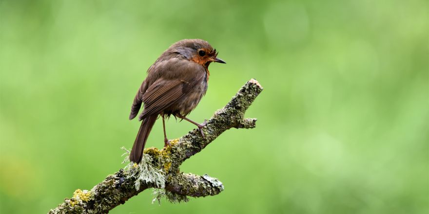 Roodborstje op een tak