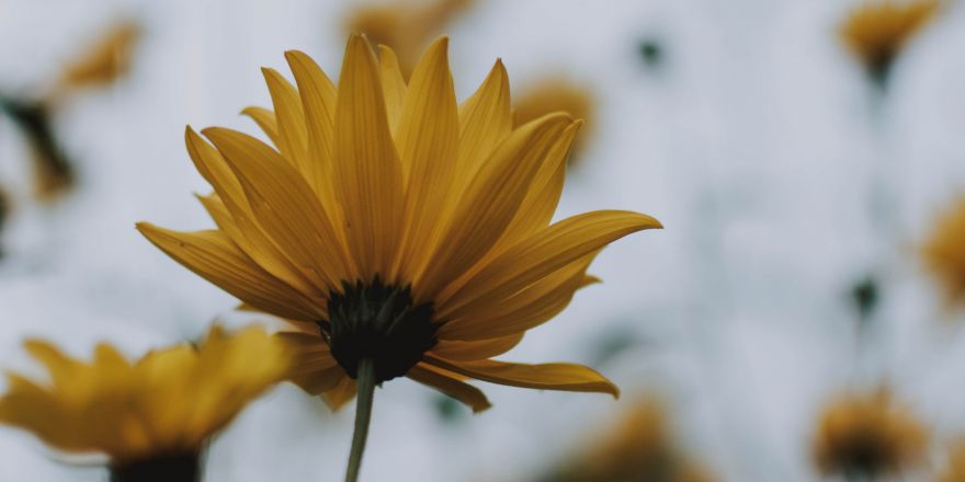 Gele bloemen