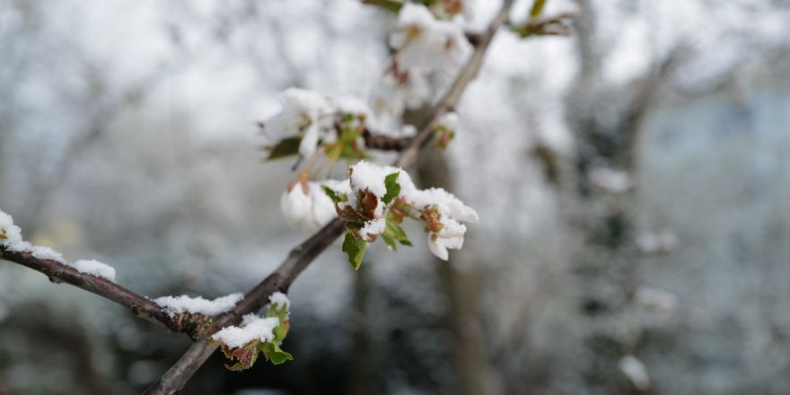 Sneeuw op bloesem