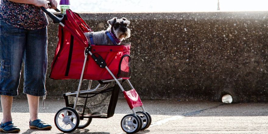 Hond in buggy