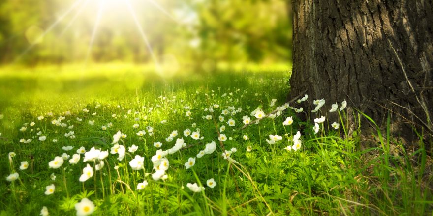 Zon schijnt op het gras