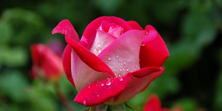 Roze roos met waterdruppels op de blaadjes