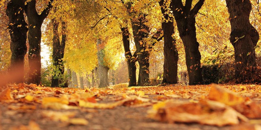 Herfstbladeren liggen op de grond