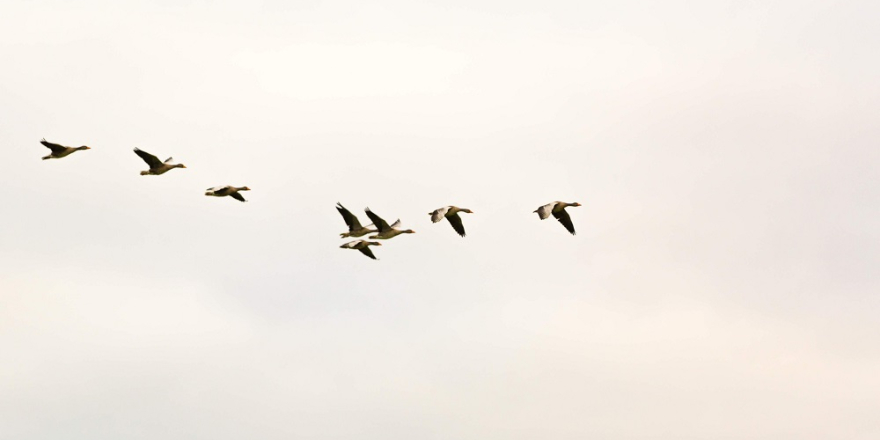 Vogels vliegen hoog in de lucht