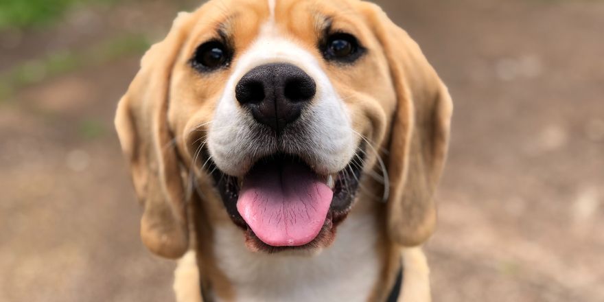 een hond die vrolijk voor de camera zit