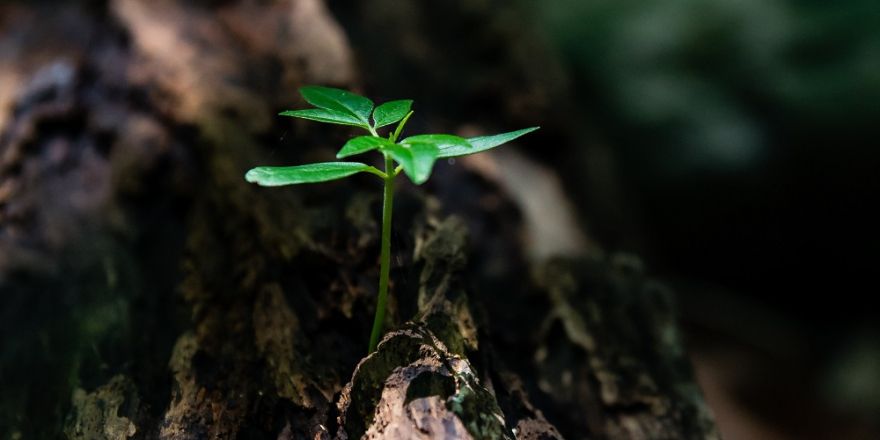 Plantje groeit uit de grond