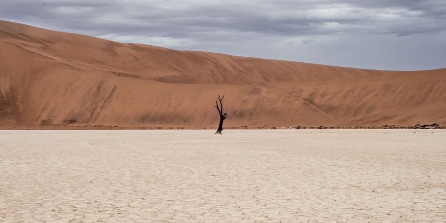 een dor landschap met een boompje