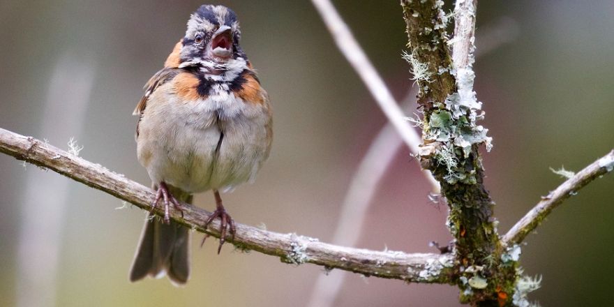 een vogel op een tak