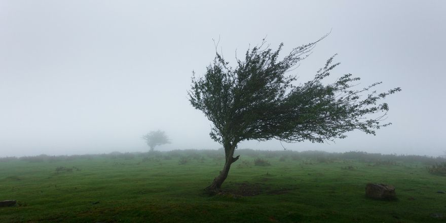 Wind door de boom