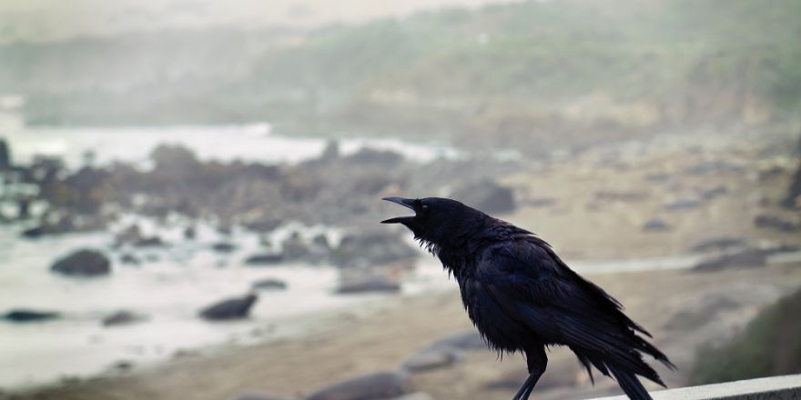 Afbeelding van een raaf met zijn snavel open, uitkijkend op een strand