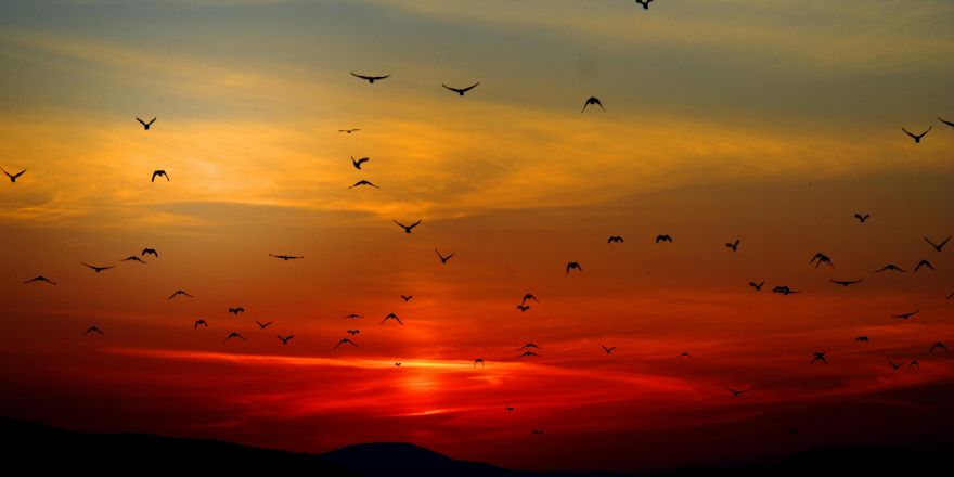 Vogels vliegen door de lucht