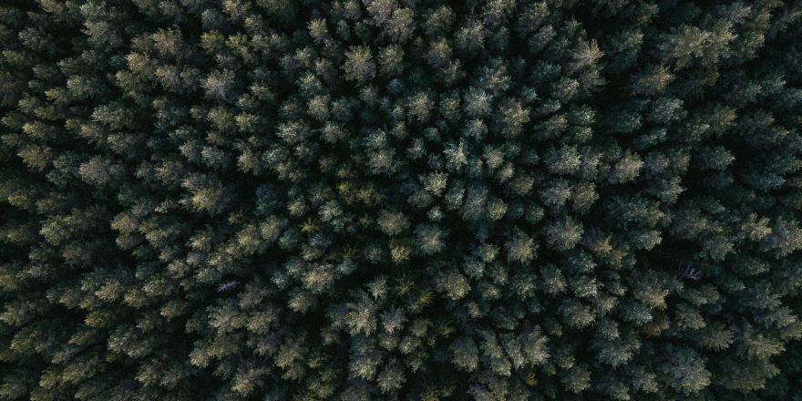 Drone beelden bomen