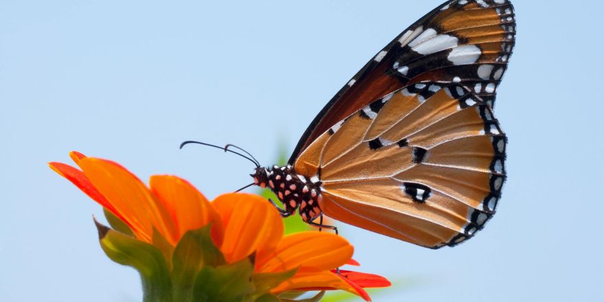 Vlinder op bloem