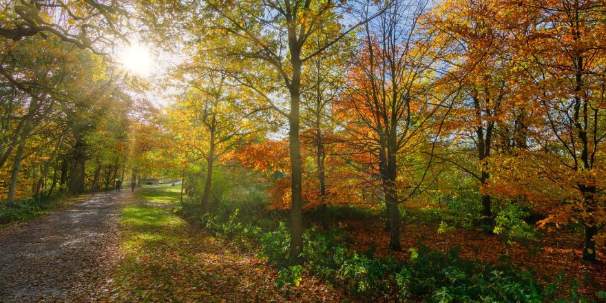 Herfstwandeling