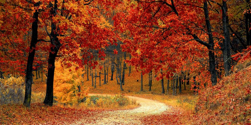 Wandelpad met herfstbladeren die op de grond vallen