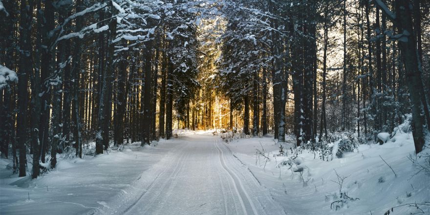 Sneeuw ligt op de takken van de bomen in het bos