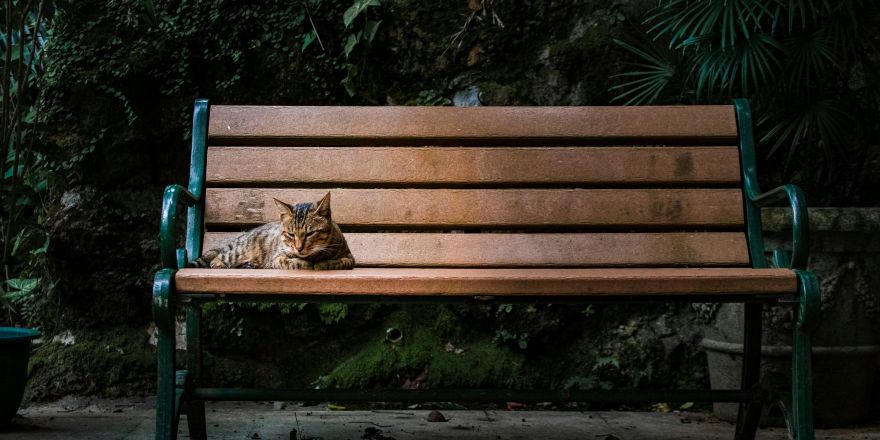 Kat ligt op een parkbankje