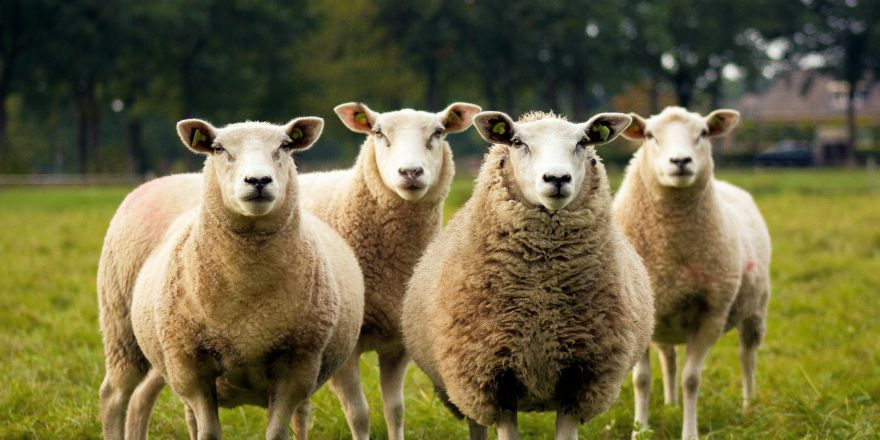 Vier schapen kijken naar de camera