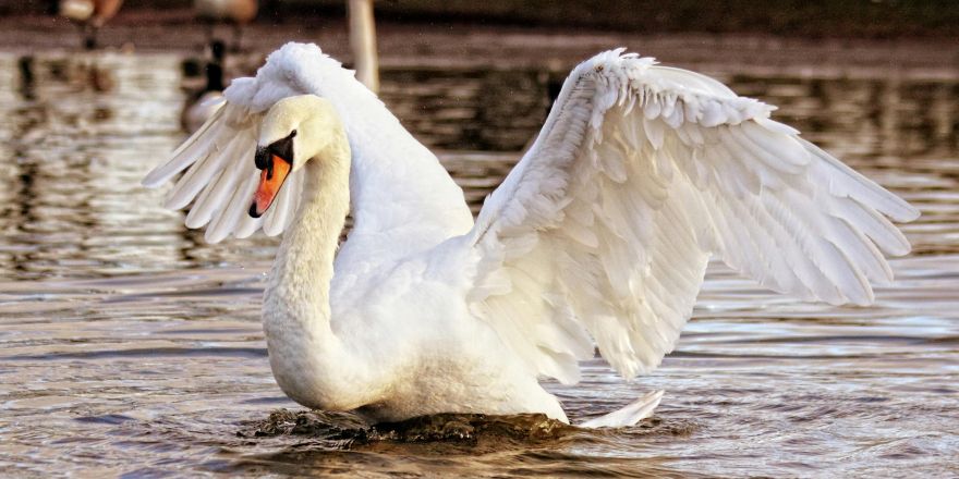 Zwaan met open vleugels