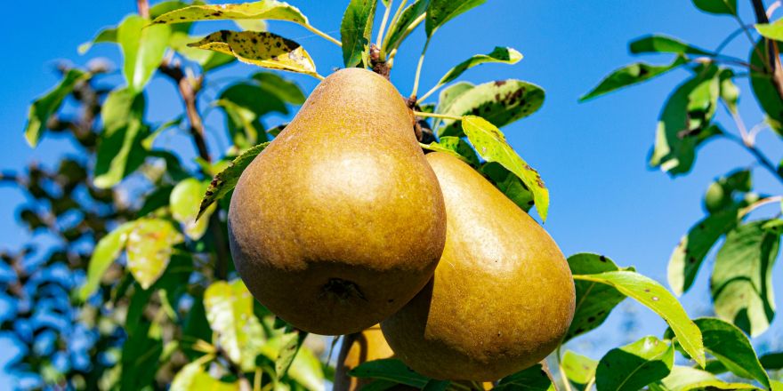 Peren in de boom