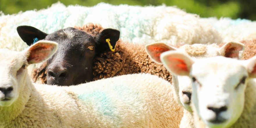 Zwart schaap tussen witte schapen