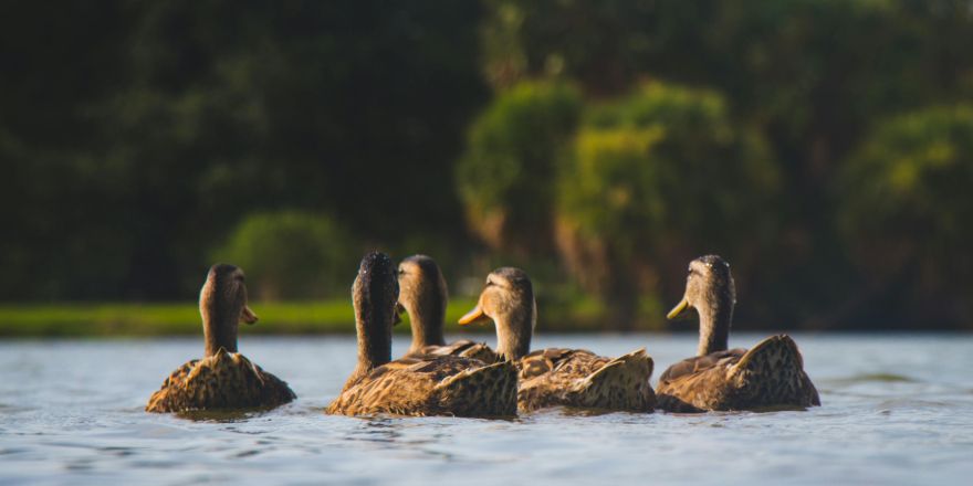 Eendjes zwemmen in het water
