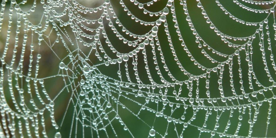 Spinnenweb