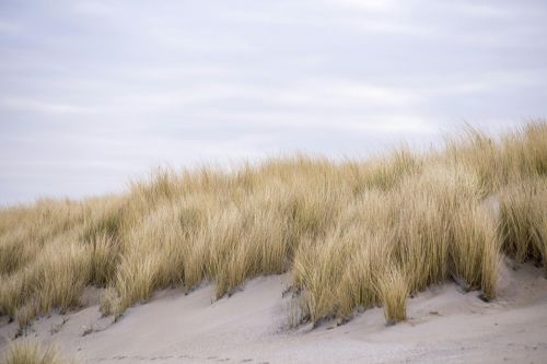 Duinen