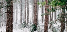 Bos in de sneeuw