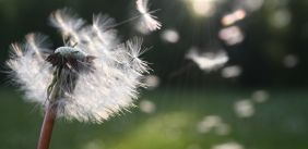 dandelion