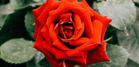 een rode roos in een struik
