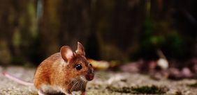 Bruine muis in een natuuromgeving