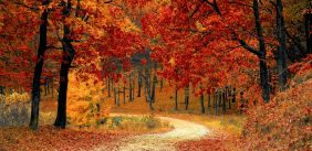 Wandelpad met herfstbladeren die op de grond vallen