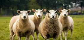 Vier schapen kijken naar de camera