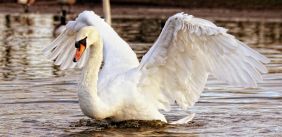 Zwaan met open vleugels