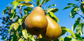 Peren in de boom