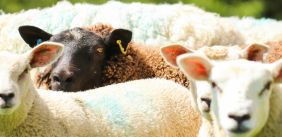 Zwart schaap tussen witte schapen