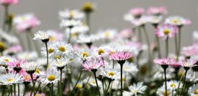bloemen