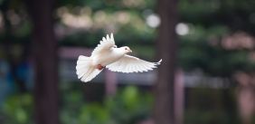 Vogelvrij