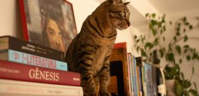 Kat zit tussen boeken op de kast