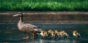 Bruine eend loopt met baby eendjes