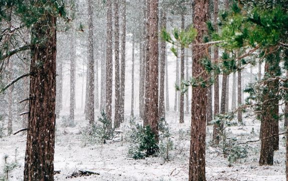 Bos in de sneeuw