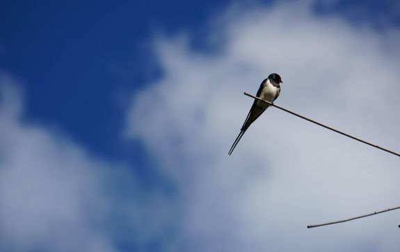 UKV’s van de week: Zomerdepressie en Zwaluwen