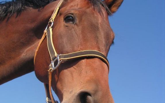 Paard