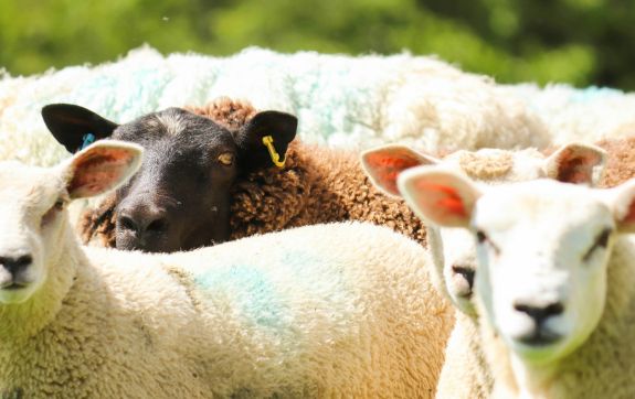 Zwart schaap tussen witte schapen